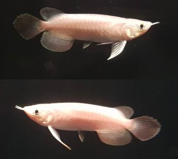 Platinum Super Red Arowana