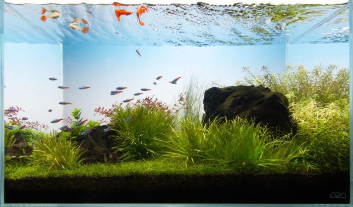 How to Construct the Perfect Aquarium