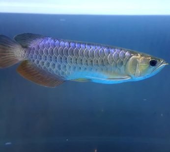 Blue Base Arowana Fish