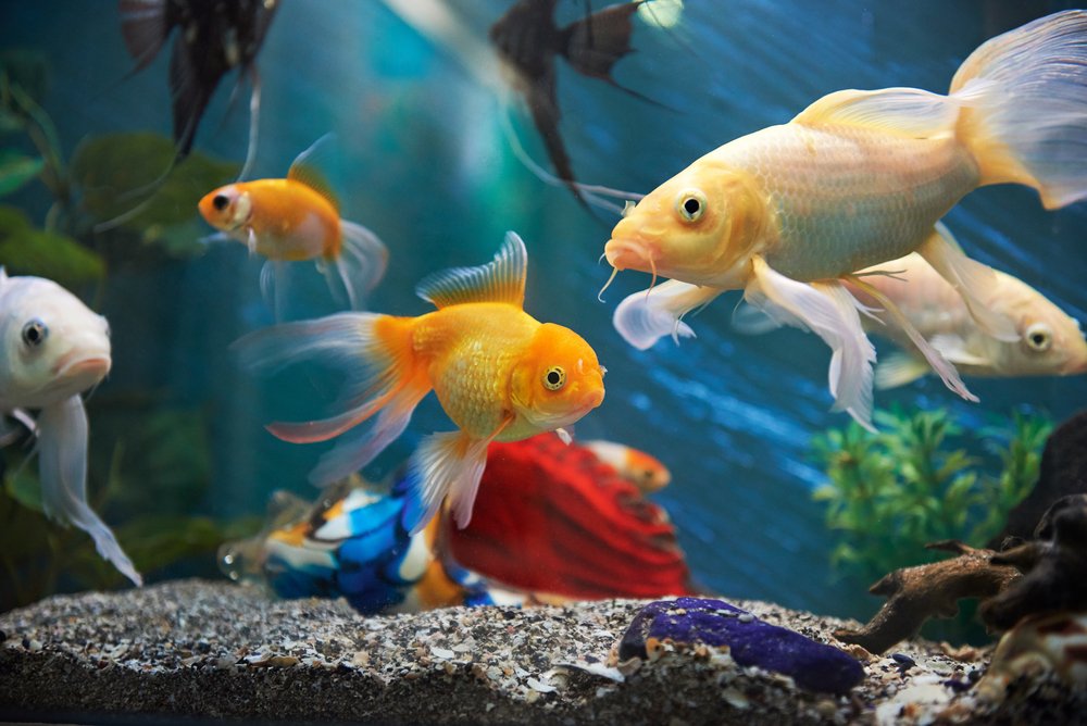 How To Keep A Healthy Aquarium