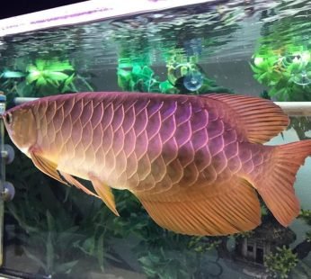 Cross Back Golden Arowana