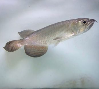 Leichardti Arowana For Sale