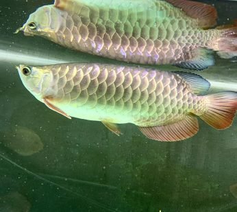 Hight Back Golden Arowana