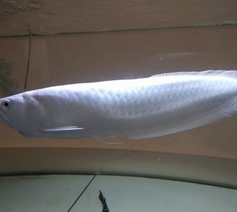 Platinum Arowana For Sale