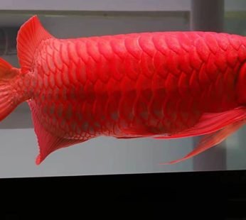 Super Red Arowana