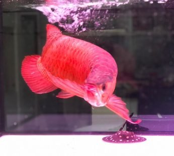 Blood Red Arowana Fish