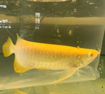 Albino Crossback Arowana