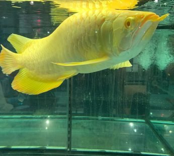 24k Golden Arowana Fish