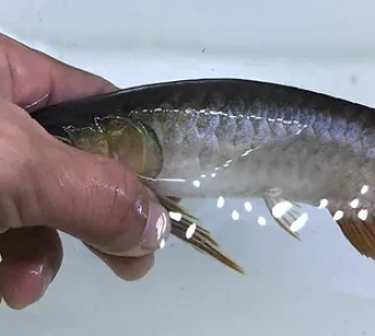 BLACK GOLDEN AROWANA